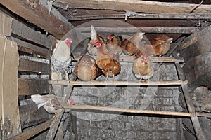 An old village chicken coop with roosts for laying hens and a rooster