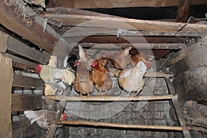 An old village chicken coop with roosts for laying hens and a rooster