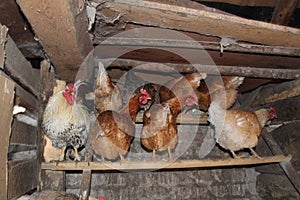 An old village chicken coop with roosts for laying hens and a rooster