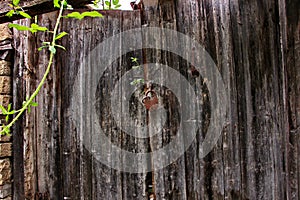 Old village doors with a padlock. The farm apparently has been empty for a long time photo