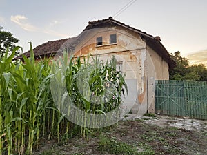 Old village house with small corn field
