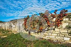 Old vine in the autumn colors, Burgundy, France