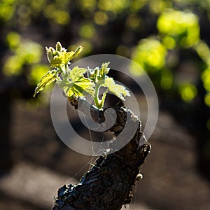 Old Vine Bud Break