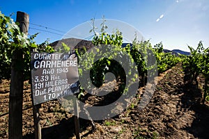 Old vine Carmenere vineyard in Chile