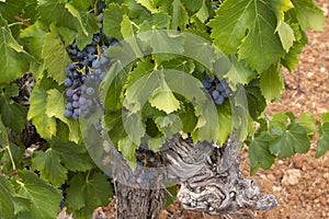Old vine with grapes, pinot noir growing in the Languedoc region of France, with characteristic red soil