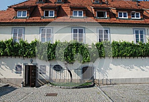 The Old Vine in Maribor