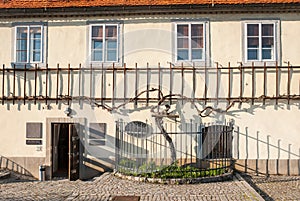 The old vine, Maribor, Slovenia
