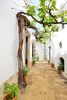 Old vine in the narrow street photo