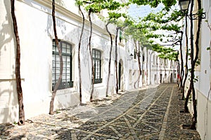 Old vine in the narrow street photo