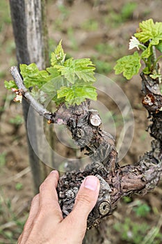 Old vine in Tokaj