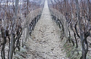 Old vine wineyard in winter