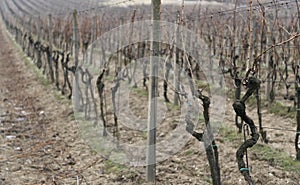 Old vine wineyard in winter