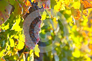 Old Vine's Grape In Autumn Morning photo