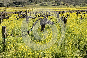 Old Vines in Winter