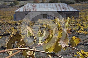Old vineyard in Clare valley South Australia