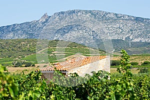 Old vineyard at Maury