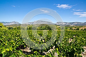 Old vineyard at Maury