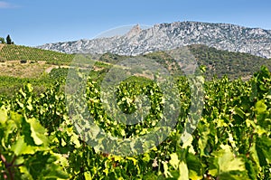 Old vineyard at Maury