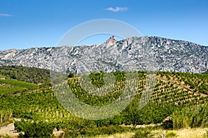 Old vineyard at Maury