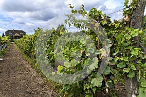 Old vineyard near Zielona Gora in Poland