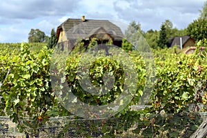 Old vineyard near Zielona Gora in Poland