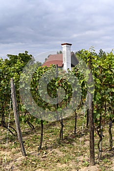 Old vineyard near Zielona Gora in Poland