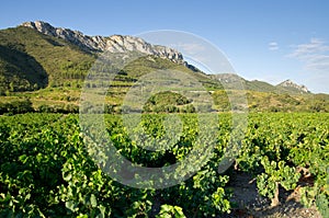 Old vineyard at South of France