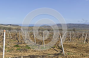 Old vineyard in the spring. Crimea.