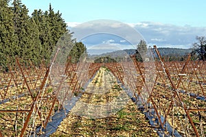 Old vineyard in sunny day in Provence France with the winter mountains in the background