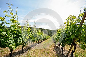 Old vineyard in the tuscany winegrowing area, Italy