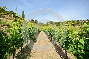 Old vineyard in the tuscany winegrowing area, Italy