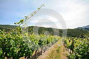 Old vineyard in the tuscany winegrowing area, Italy