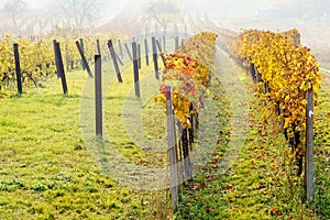 Old vineyards