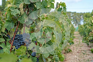 Old vineyards with grapevine for wine production