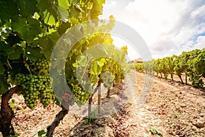 Old vineyards with red wine grapes in the Alentejo wine region near Evora, Portugal