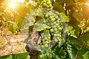 Old vineyards with red wine grapes in the Alentejo wine region near Evora, Portugal