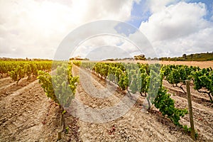 Old vineyards with red wine grapes in the Alentejo wine region near Evora, Portugal