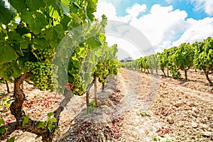 Old vineyards with red wine grapes in the Alentejo wine region near Evora, Portugal