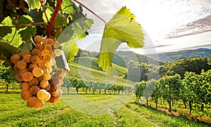 Old vineyards with white wine grapes in the Tuscany wine region near a winery before harvest in autumn, Italy Europe