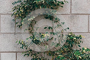 Old vintage brick wall texture with green plant for background. Yellow brown wall of Israel houses.