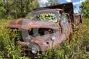 Old Vintage Dump Truck, Field