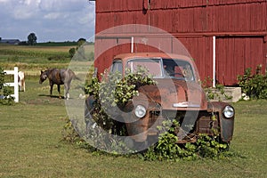 Old Vintage Farm Truck by Barn and Horse