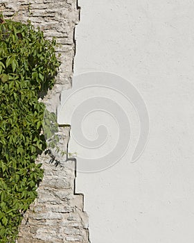 The old vintage limestone and white plastered wall which overgrew wild grapes in sunny day as background