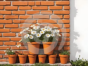 vintage orange brick wall decorated with white daisy in small pots for background.