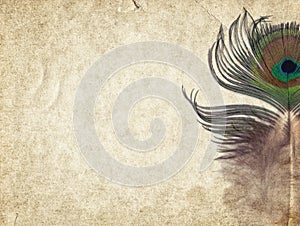 Old vintage paper texture background with feather