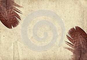 Old vintage paper texture background with feather