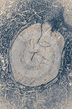 Old vintage photo. Cross section of the tree Stump from above