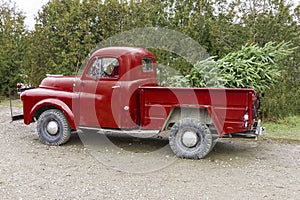 Old vintage red pickup truck carrying a Christmas tree in the be