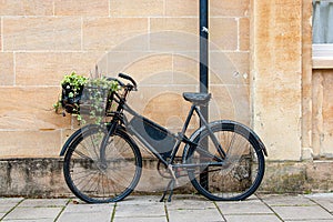 Old, vintage rusty bicycle with basket full of plants.