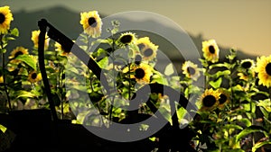 Old vintage style scythe and sunflower field